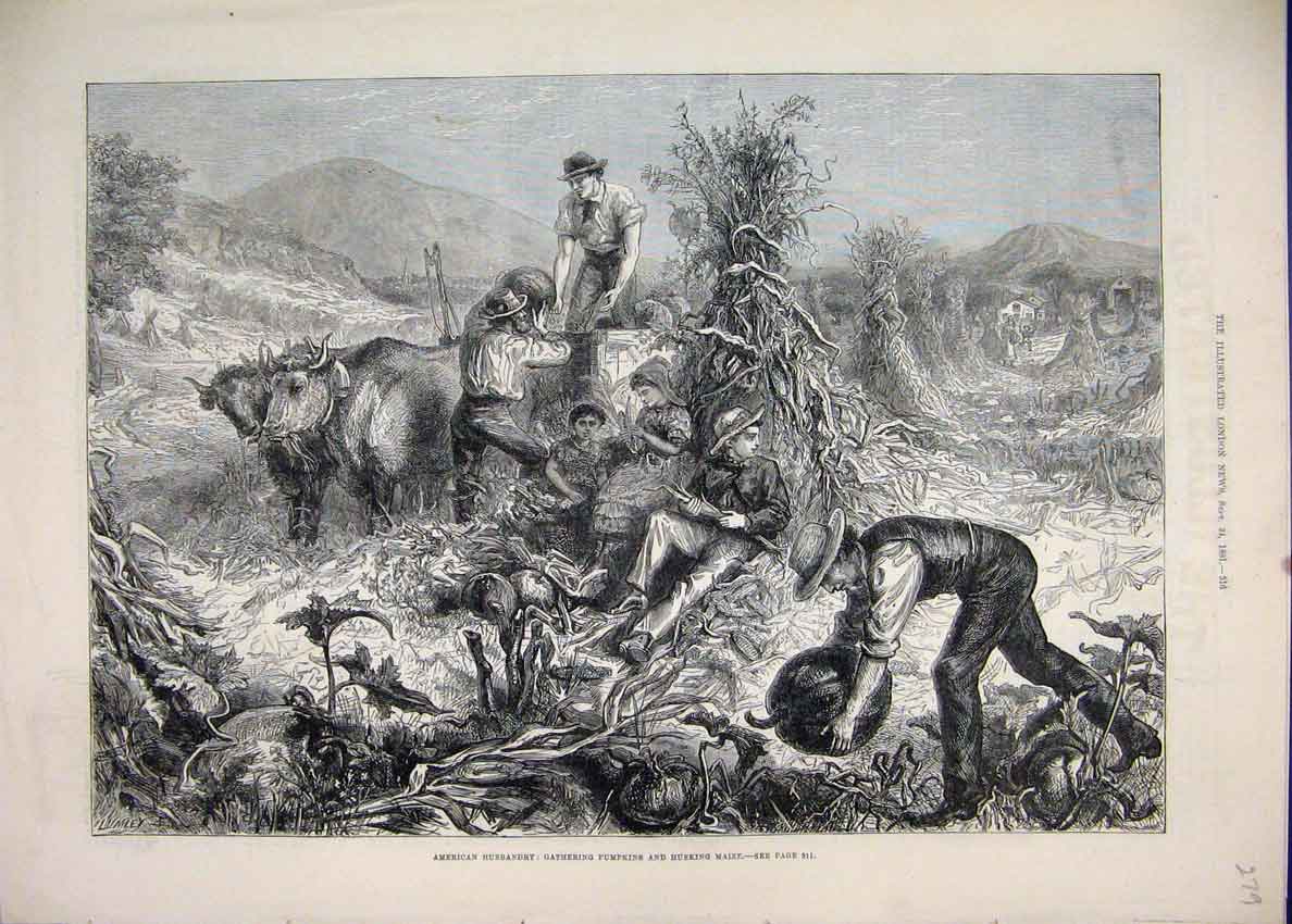 Original Old Antique Print *3502 1881 American Husbandry Pumpkins Husking Maize