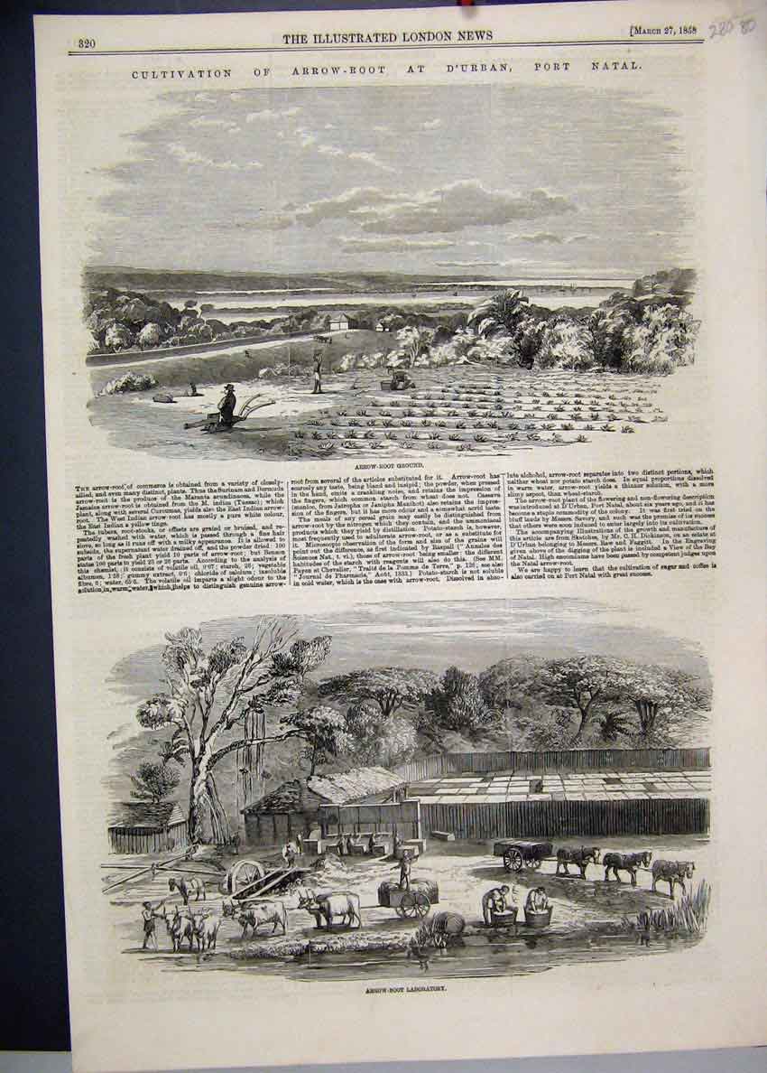 Original Old Antique Print 1858 Arrow Root Durban Port Natal Laboratory 19th