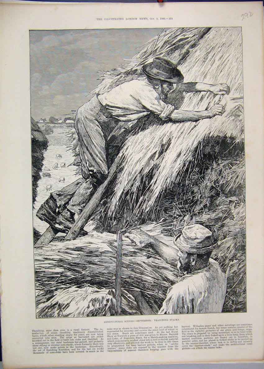 Original Old Antique Print 1886 Agricultural Scene Men Thatching Straw Stalk