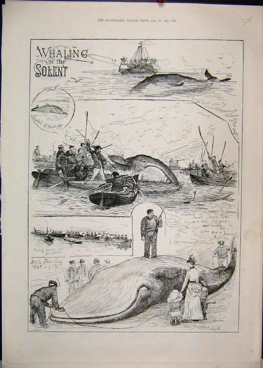 Original Old Antique Print 1888 Whaling Solent Boats Men Spears 19th