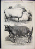 Original Old Antique Print 1866 Smithfield Club Cattle Show Wether Southdowns