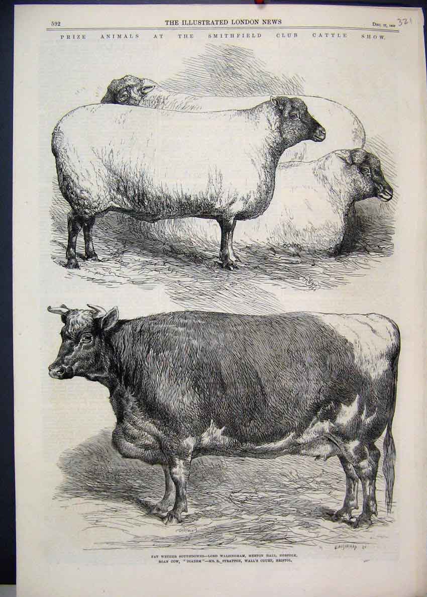 Original Old Antique Print 1866 Smithfield Club Cattle Show Wether Southdowns