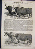 Original Old Antique Print 1851 Smithfield Prize Cattle Pembrokeshire Cow 19th
