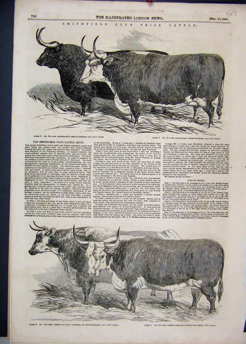 Original Old Antique Print 1851 Smithfield Prize Cattle Pembrokeshire Cow 19th
