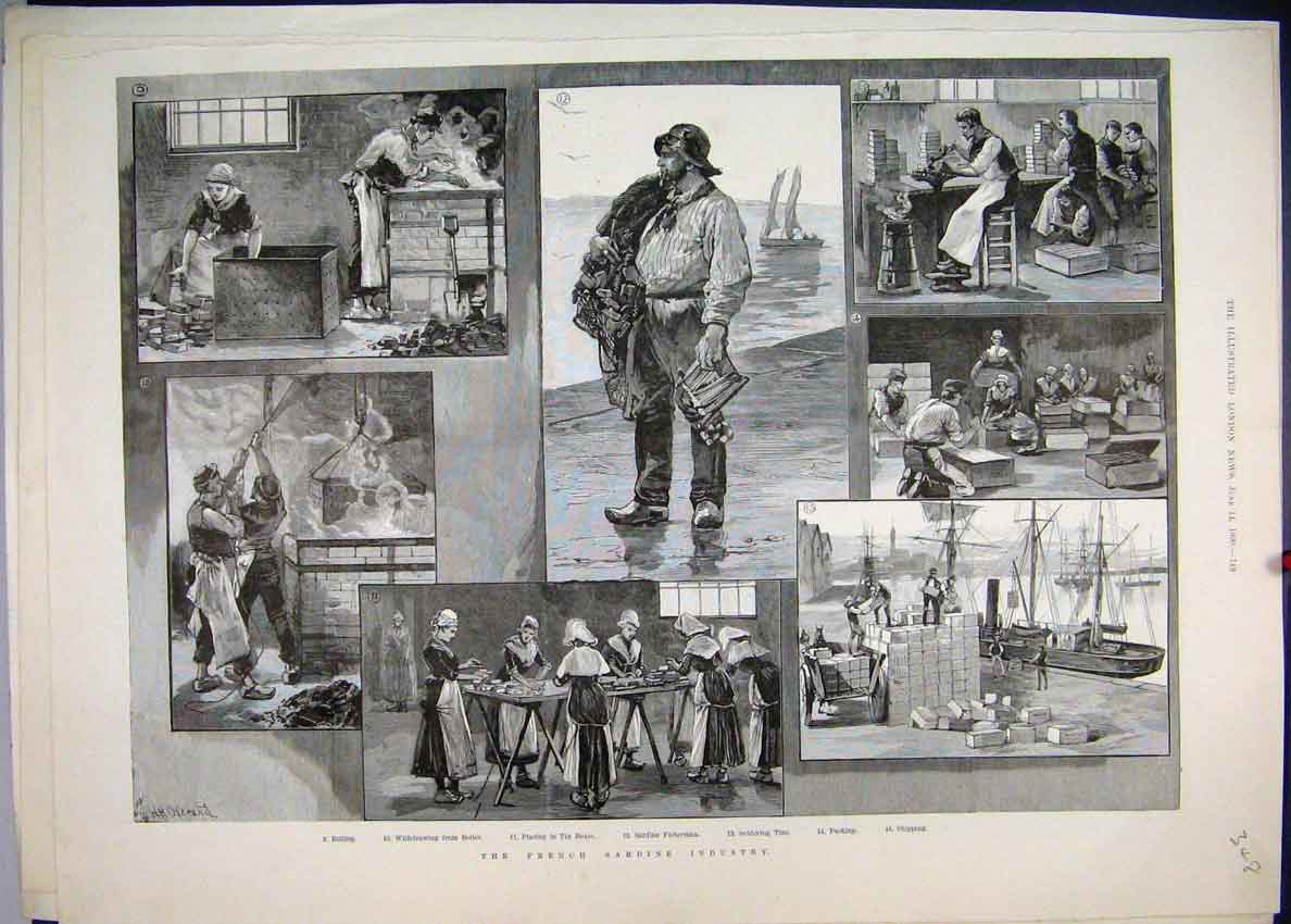 Original Old Antique Print 1890 French Sardine Industry Fisherman Work Victorian