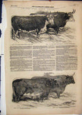 Original Old Antique Print 1851 Smithfield Prize Cattle Hereford Ox Heifer 19th