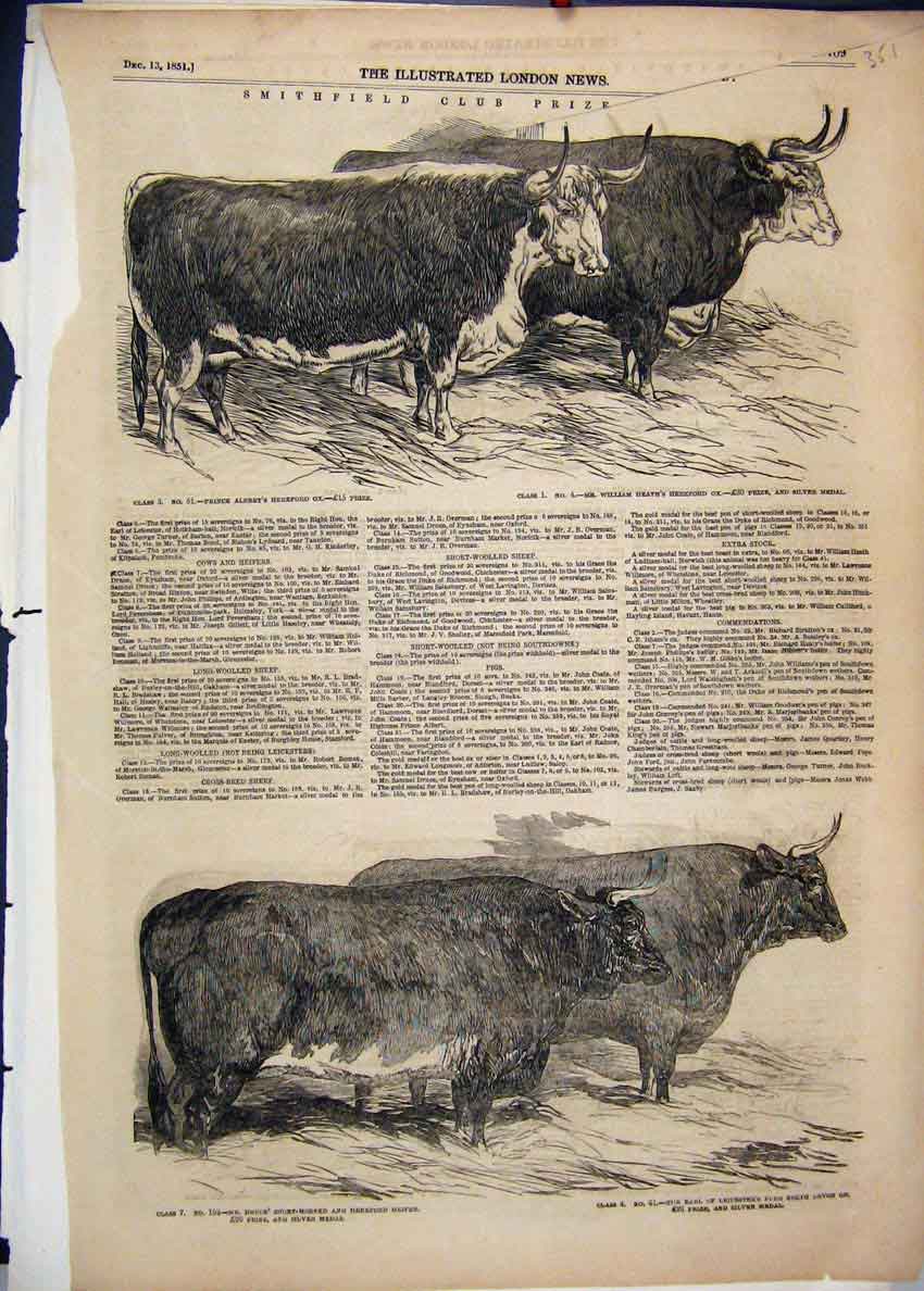 Original Old Antique Print 1851 Smithfield Prize Cattle Hereford Ox Heifer 19th