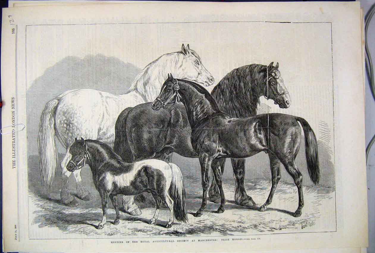 Old Antique Print 1869 Royal Agricultural Society Manchester Prize Horse 19th