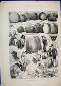 Original Old Antique Print 1883 Apple Congress Chiswick Pippins Pomeroy 19th