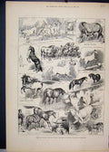 Original Old Antique Print 1883 Wild Horses Royal Aquarium Westminster Victorian