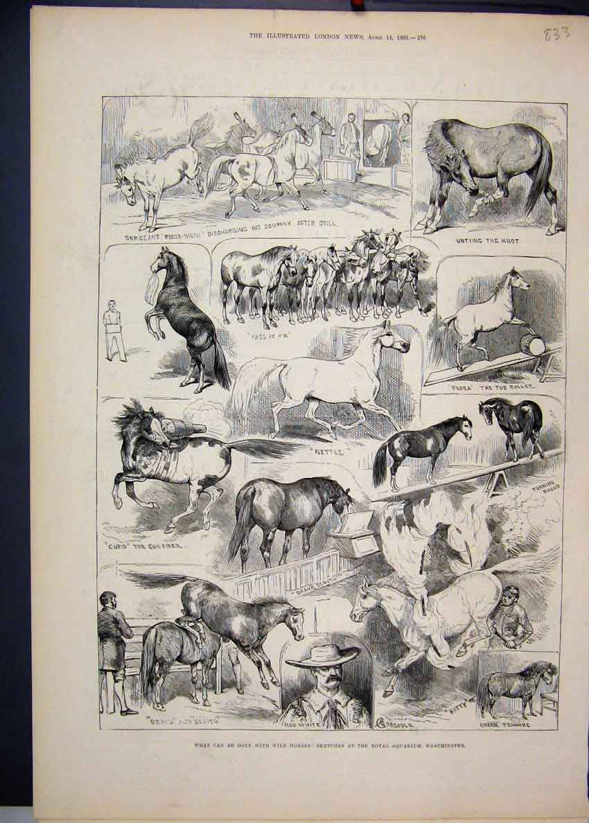 Original Old Antique Print 1883 Wild Horses Royal Aquarium Westminster Victorian