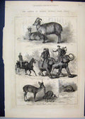 Old Antique Print 1876 Prince Wales Animals India Deer Wild Cat Elephant 19th