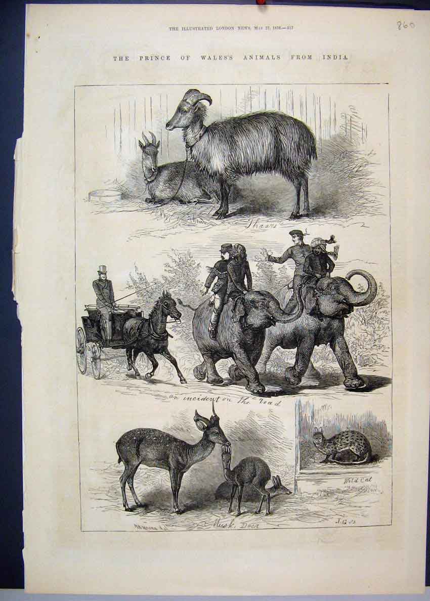 Old Antique Print 1876 Prince Wales Animals India Deer Wild Cat Elephant 19th