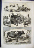 Original Old Antique Print 1880 Poultry Cattle Show Cow Turkey Shorthorn 19th