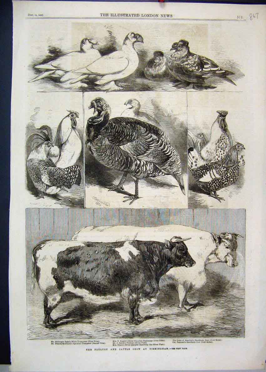 Original Old Antique Print 1880 Poultry Cattle Show Cow Turkey Shorthorn 19th