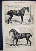 Old Antique Print 1874 Horse Islington Prince Wales Bob Cashier Armstrong 19th