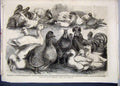 Original Old Antique Print 1865 Prize Birds Birmingham Poultry Show Pigeon Ducks