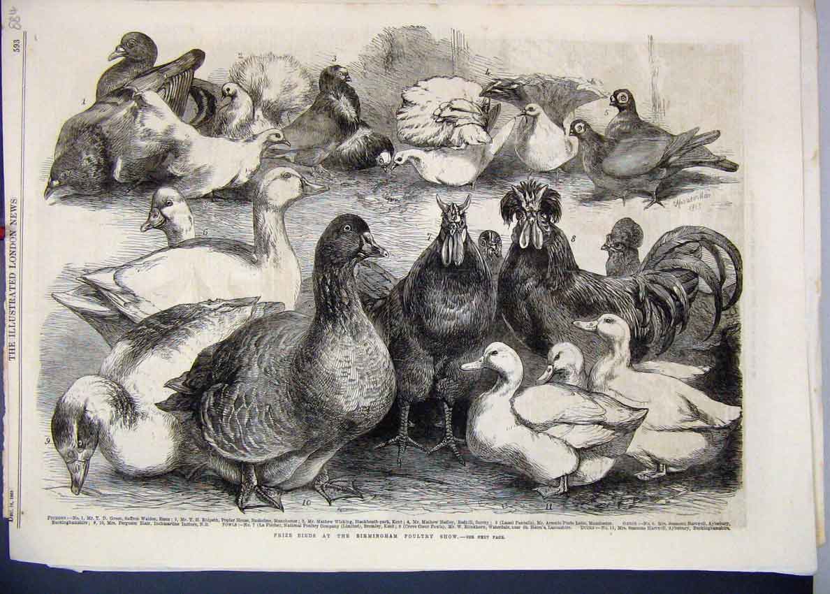 Original Old Antique Print 1865 Prize Birds Birmingham Poultry Show Pigeon Ducks