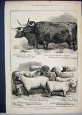 Original Old Antique Print 1874 Prize Cattle Sheep Smithfield Club Show 19th