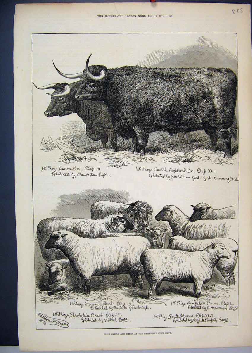 Original Old Antique Print 1874 Prize Cattle Sheep Smithfield Club Show 19th