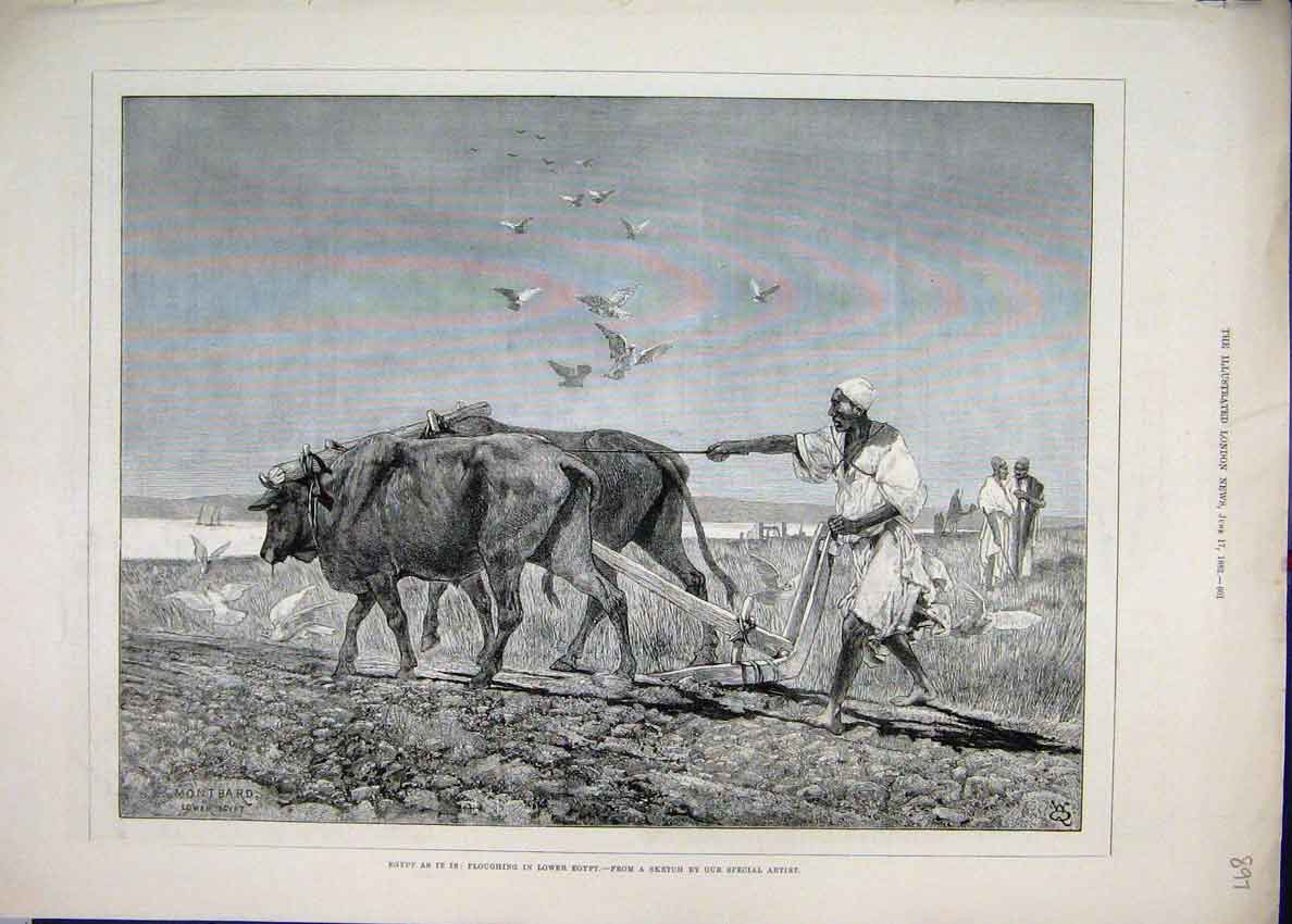 Original Old Antique Print 1882 Egypt Ploughing Cattle Field Men Working Sketch
