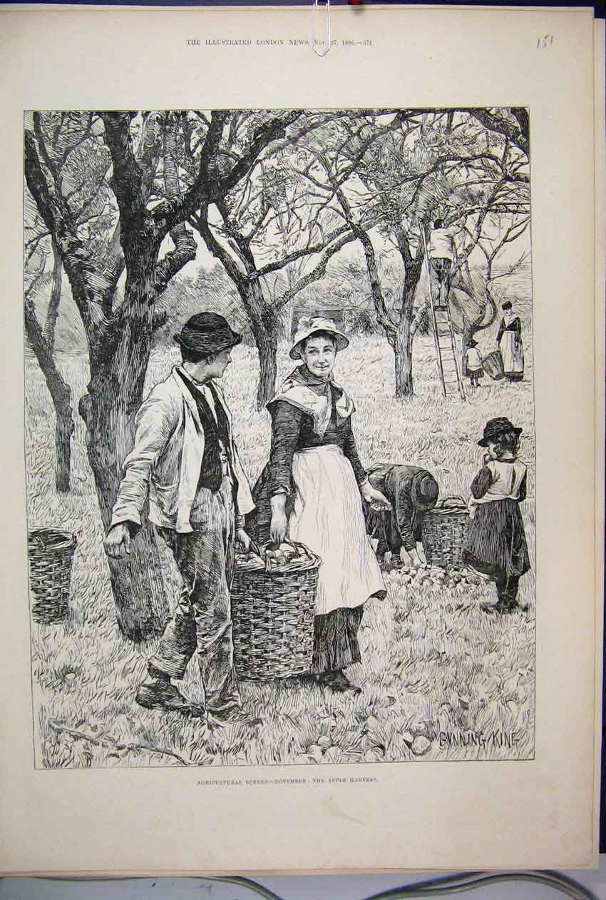 Old Antique Print 1886 Agricultural Scene November Apple Harvest Children 19th