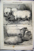 Original Old Antique Print 1863 Prize Pigs Sheep Smithfield Club Cattle Show
