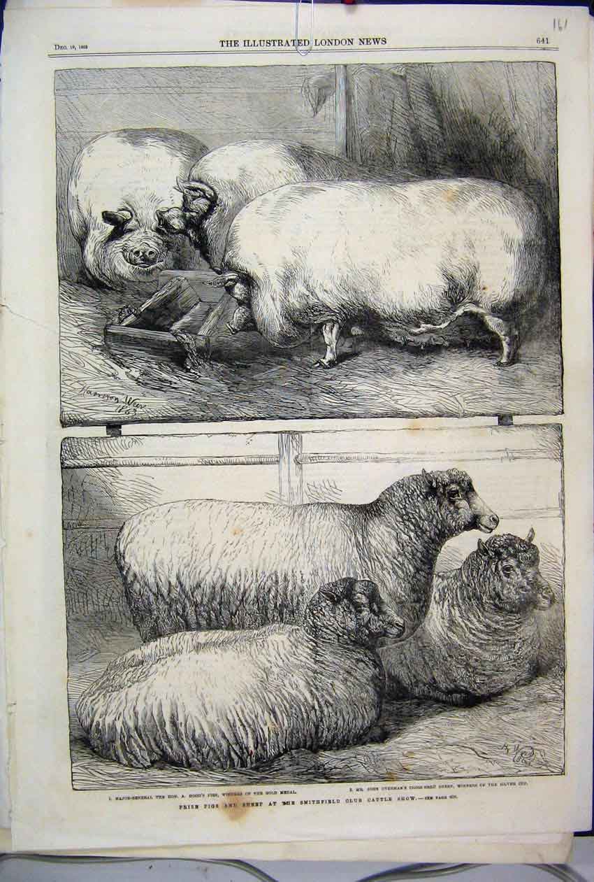 Original Old Antique Print 1863 Prize Pigs Sheep Smithfield Club Cattle Show