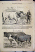 Original Old Antique Print 1856 Agricultural Show Chelmsford Bull Hereford Devon