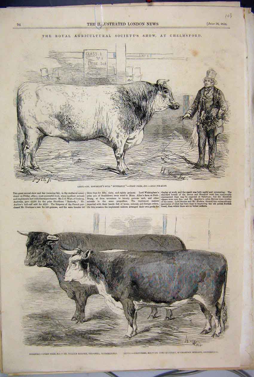 Original Old Antique Print 1856 Agricultural Show Chelmsford Bull Hereford Devon