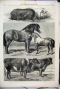 Old Antique Print 1862 Prize Animals Agricultural Battersea Park Pig Cow 19th