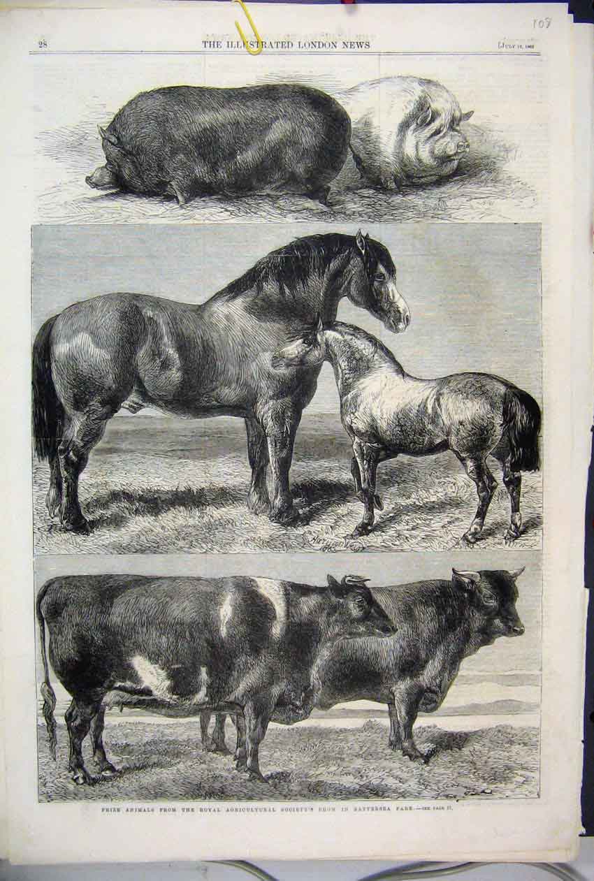Old Antique Print 1862 Prize Animals Agricultural Battersea Park Pig Cow 19th