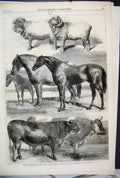 Old Antique Print 1862 Prize Animals Show Battersea Park Sheep Horse Cow 19th