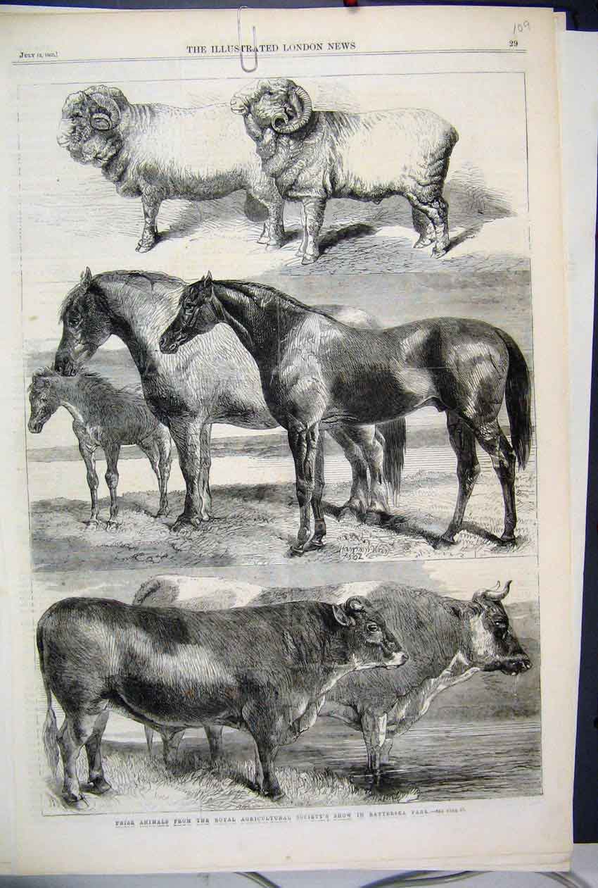 Old Antique Print 1862 Prize Animals Show Battersea Park Sheep Horse Cow 19th