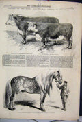 Original Old Antique Print 1857 Royal Agricultural Salisbury Horse Bull Cow 19th