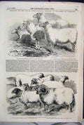 Original Old Antique Print 1855 Agricultural Society Carlisle Sheep Ewes Ram