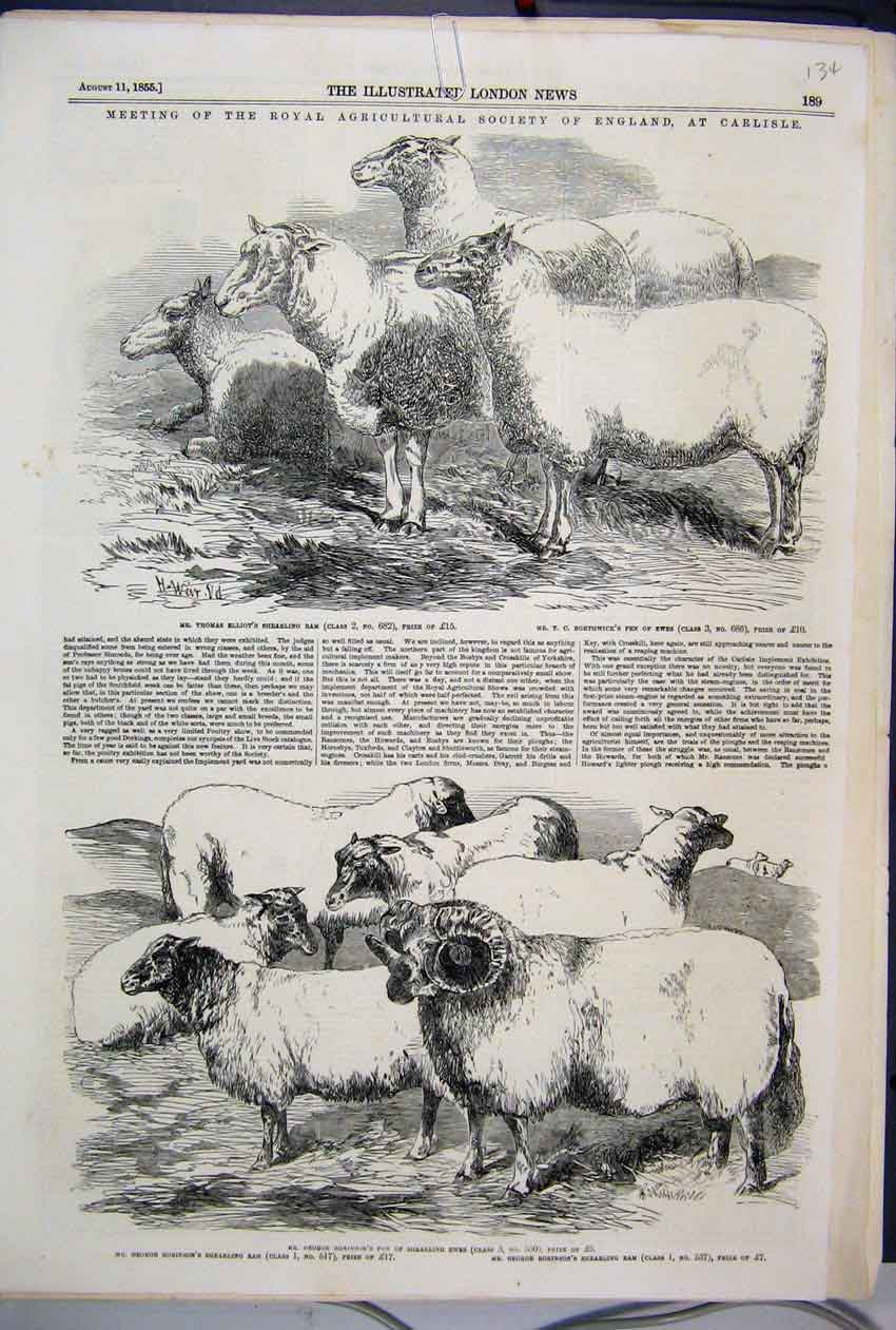 Original Old Antique Print 1855 Agricultural Society Carlisle Sheep Ewes Ram