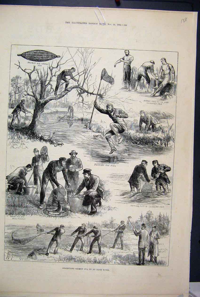 Original Old Antique Print 1884 Salmon Ova Irish River Fishing Basket Crinoline