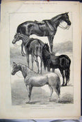 Original Old Antique Print 1876 Horse Show Agricultural Hall Islington Arab Prin