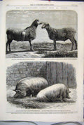 Original Old Antique Print 1862 Cattle Show Poissy Berrichon CotswPigs Sheep
