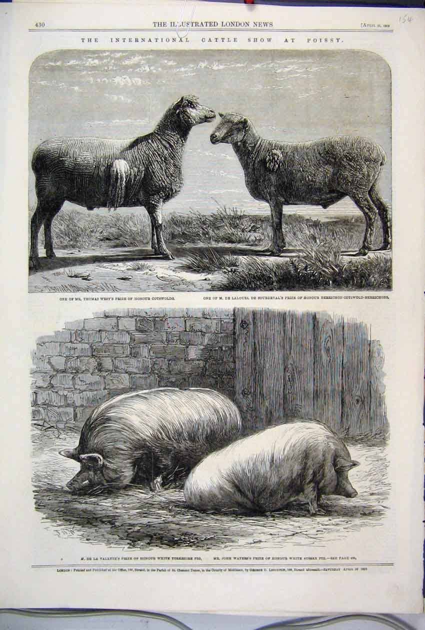 Original Old Antique Print 1862 Cattle Show Poissy Berrichon CotswPigs Sheep