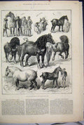 Original Old Antique Print 1882 Cart Horse Show Agricultural Hall Spark Thursa