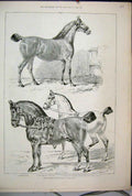 Old Antique Print 1888 Prize Winners Hackney Horse Show Primrose Reality 19th