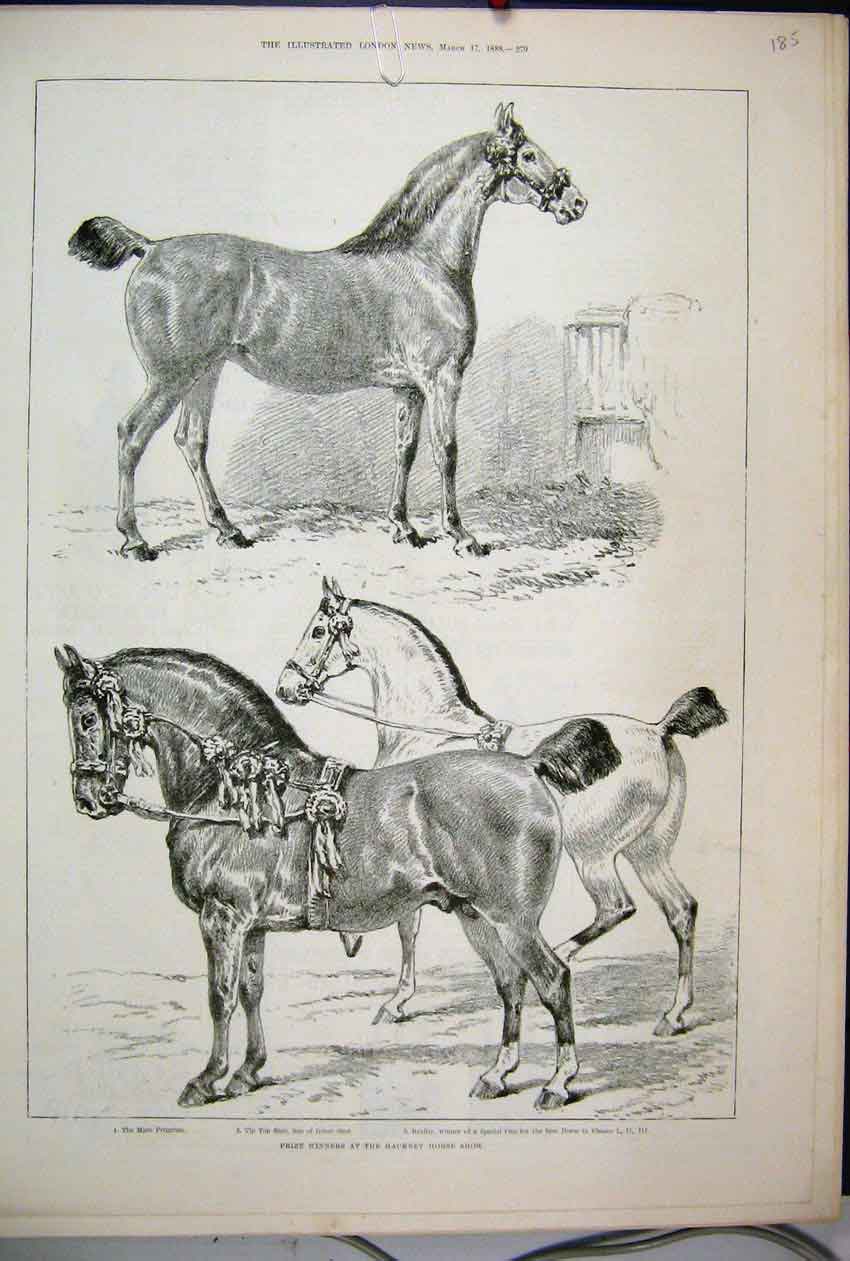 Old Antique Print 1888 Prize Winners Hackney Horse Show Primrose Reality 19th