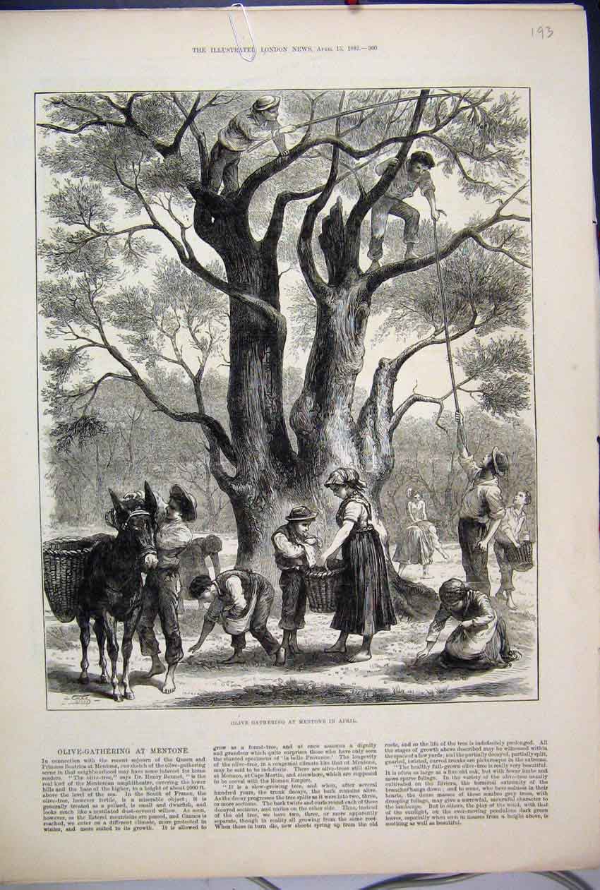 Original Old Antique Print 1882 Olive Gathering Mentone April Donkey Basket Tree