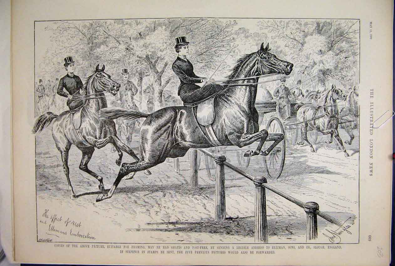 Original Old Antique Print 1889 Ellimans Lubrication Horses Jumping Women 19th