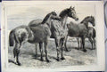 Original Old Antique Print 1870 Prize Horses Show Agricultural Hall Islington