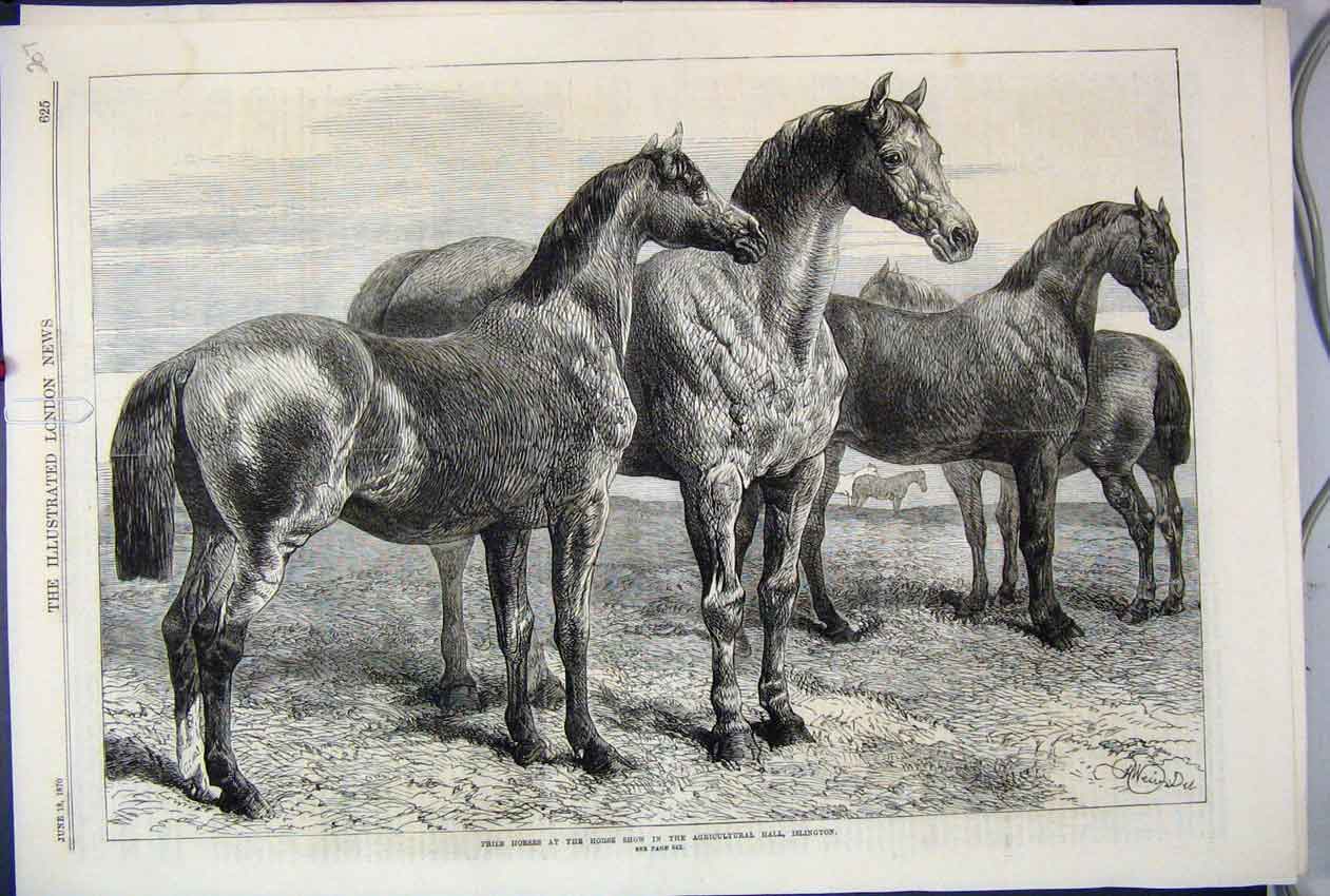 Original Old Antique Print 1870 Prize Horses Show Agricultural Hall Islington