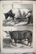 Old Antique Print 1863 Prize Cattle Smithfield Club Show Heifer Hereford 19th