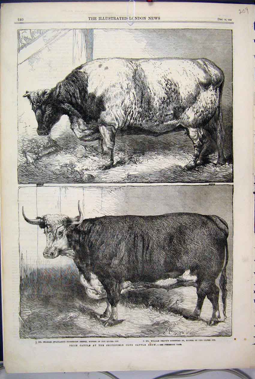 Old Antique Print 1863 Prize Cattle Smithfield Club Show Heifer Hereford 19th